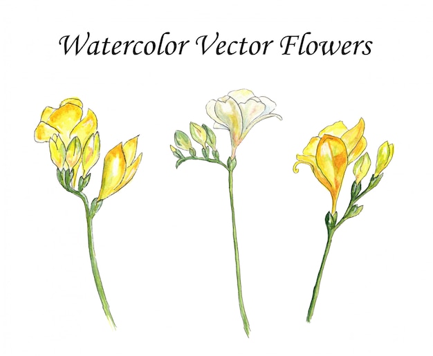 Watercolor Vector Flowers