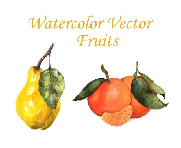 Watercolor vector fruits