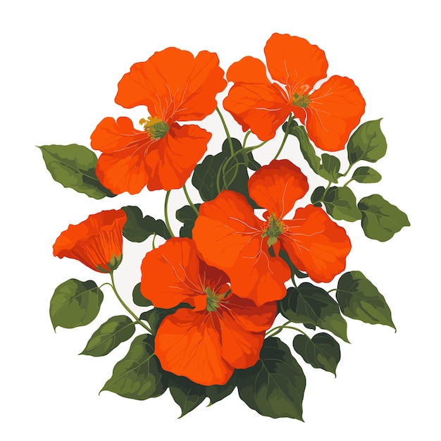 水彩矢量光<unk> nasturtium clipart 可編輯的白色背景