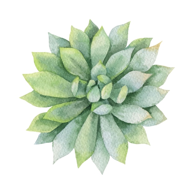 Watercolor vector green succulent isolated on white background