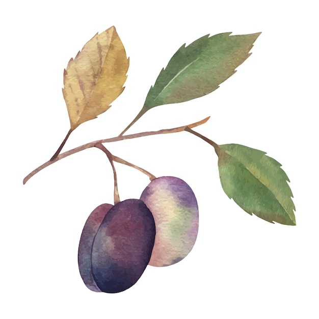 Watercolor vector hand drawn plums set botanical illustrations isolated on white food summer