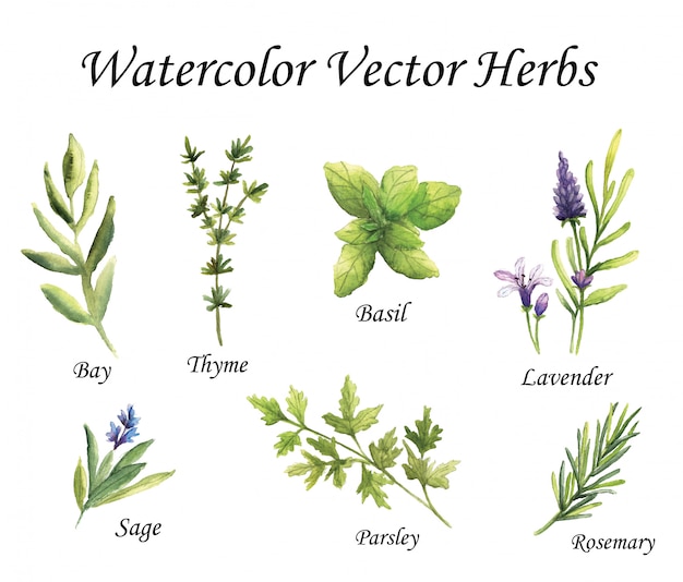 Watercolor Vector Herbs