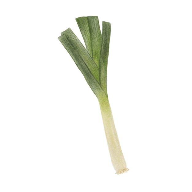 Vector watercolor vector illustration of leek.