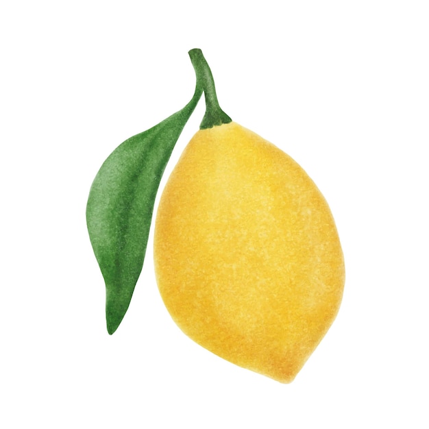 Акварельные векторные иллюстрации ярких фруктов лимона.