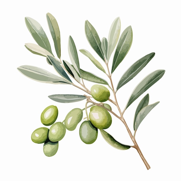 Vector watercolor vector illustration of an olive branch with leaves and fruits