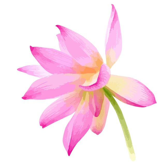 Watercolor vector illustration of pink lotus flower isolated on white