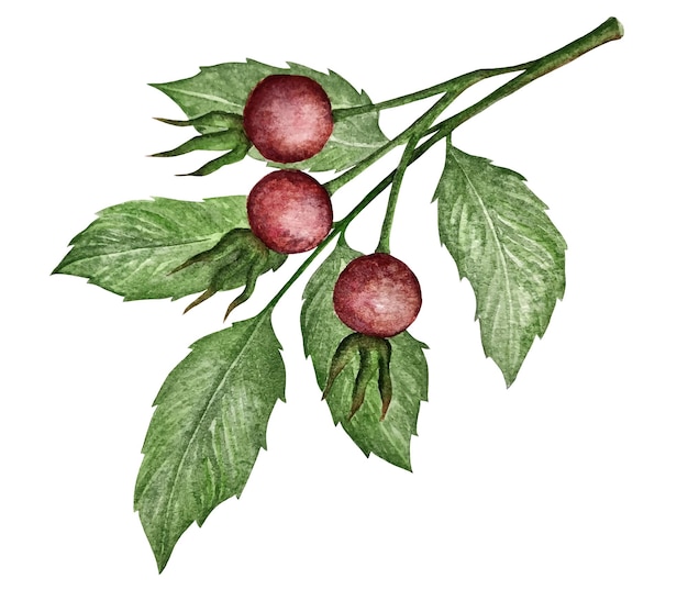 Vector watercolor vector illustration of rose hip berries.