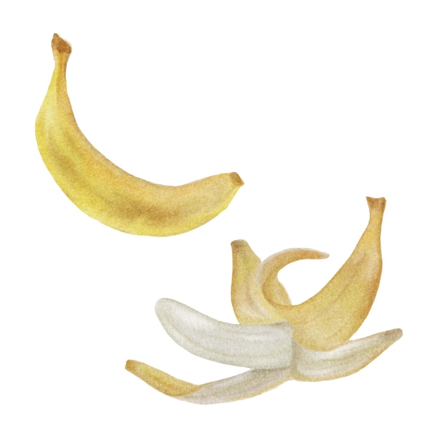 Watercolor vector illustration of two bananas.