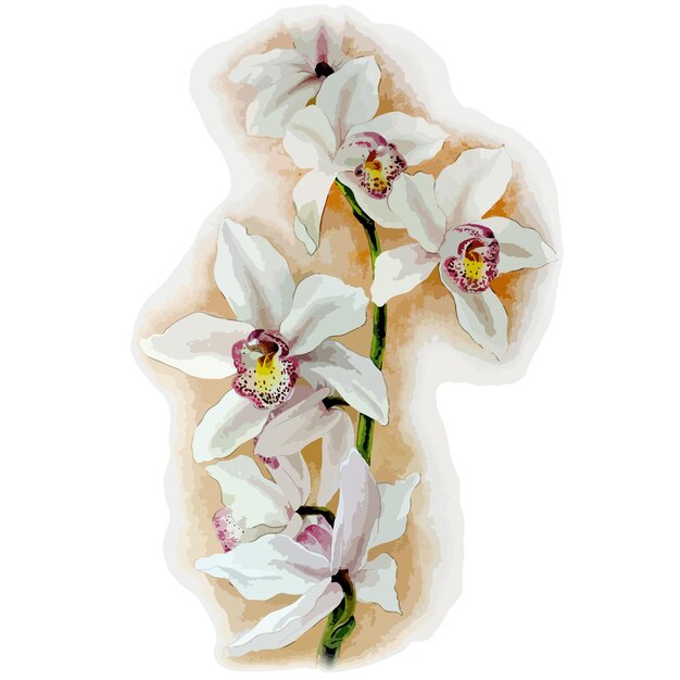 Акварельная векторная иллюстрация цветка белой орхидеи цимбидиум