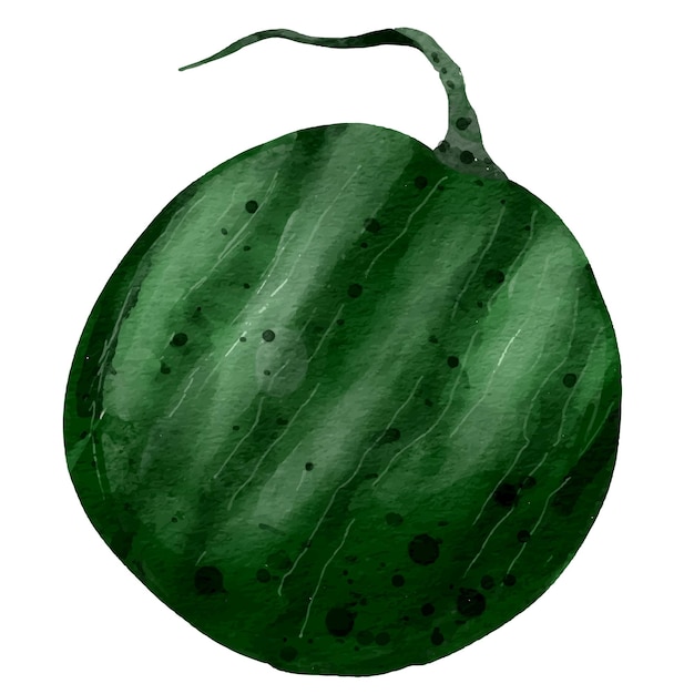 Vector watercolor vector illustration whole watermelon fruit