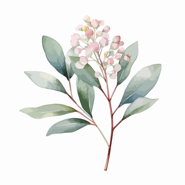 녹색 유칼립투스 잎 꽃과 가지가 있는 꽃봉오리의 수채화  ⁇ 터 일러스트레이션