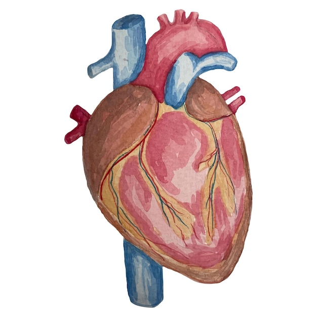 Watercolor vector isolated illustration of anatomical heart and blood vessels