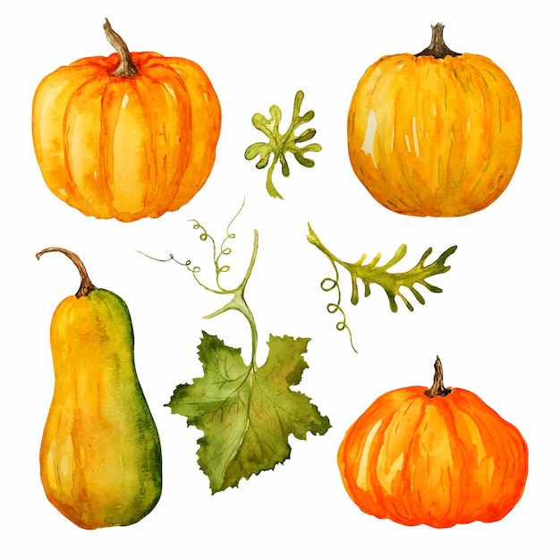 Watercolor vector orange pumpkin