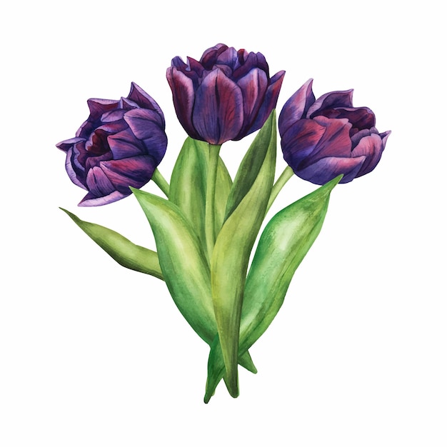 Vettore acquerello vettoriale tulipano viola bouquet primaverile di fiori viola illustrazione isolata su sfondo bianco clip art floreale per il tuo design disegno per adesivi logo invito carta di stampa