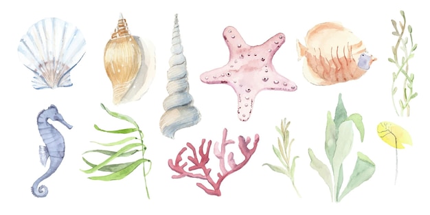 Watercolor vector Sea set Seashells seaweed and coral Underwater life