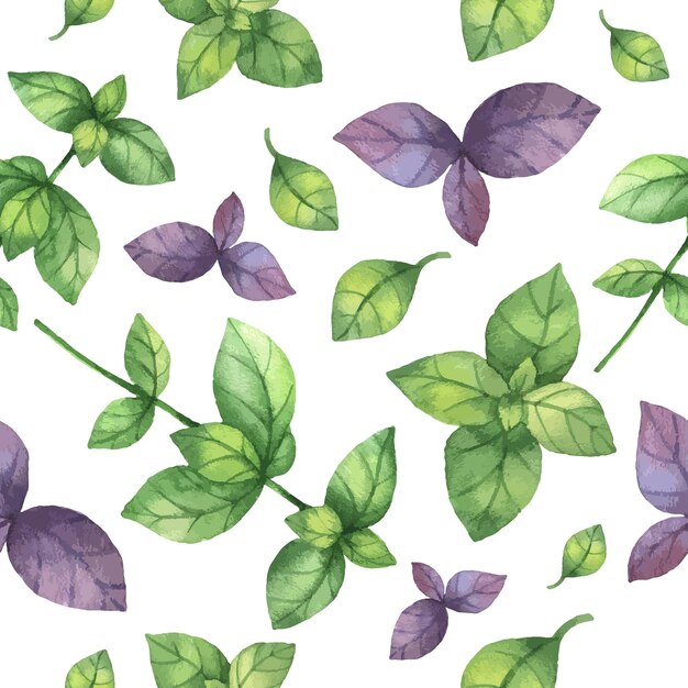 Watercolor vector seamless pattern hand drawn herb basil