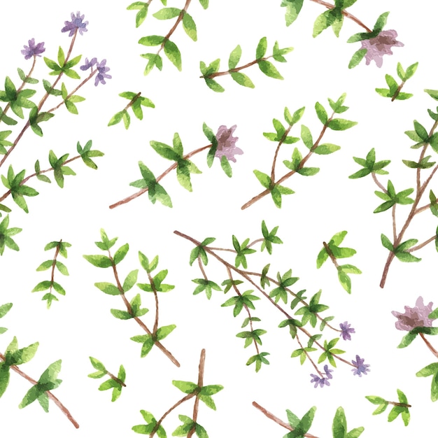 Watercolor vector seamless pattern hand drawn herb thyme