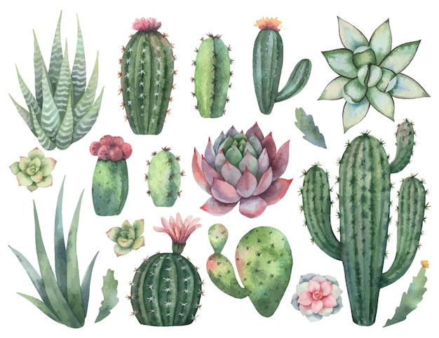 Watercolor vector set of cacti and succulent plants isolated on white background