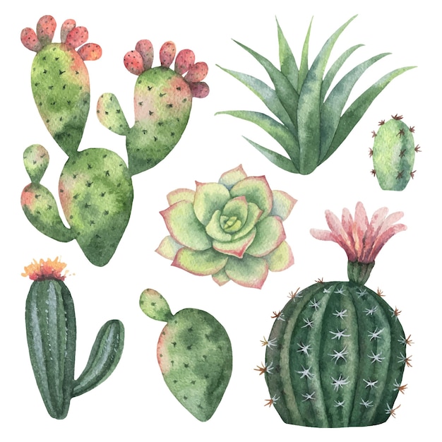 Watercolor vector set of cacti and succulent plants isolated on white background