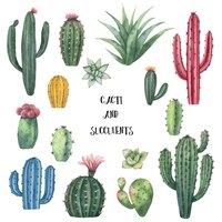 Watercolor vector set of cacti and succulent plants isolated on white background