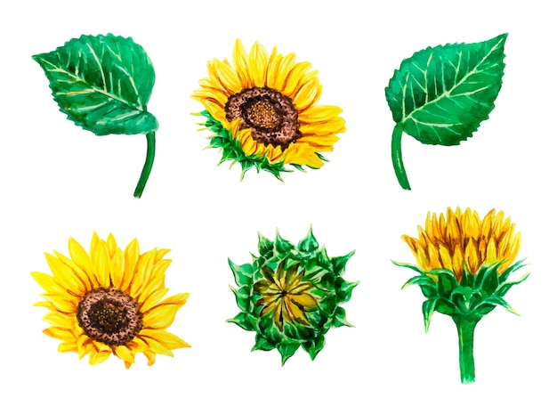 Watercolor vector set with colorful sunflowers and leaves, isolated on white