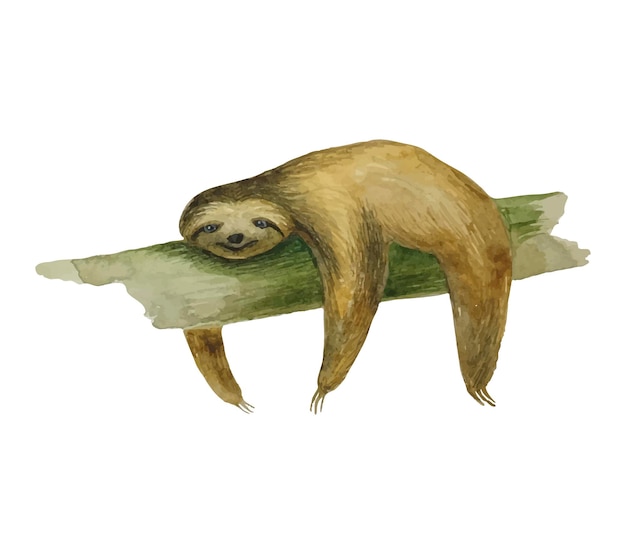Vector watercolor vector sloth on a branch