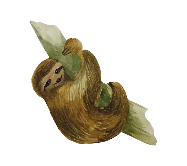 Watercolor vector sloth on a branch
