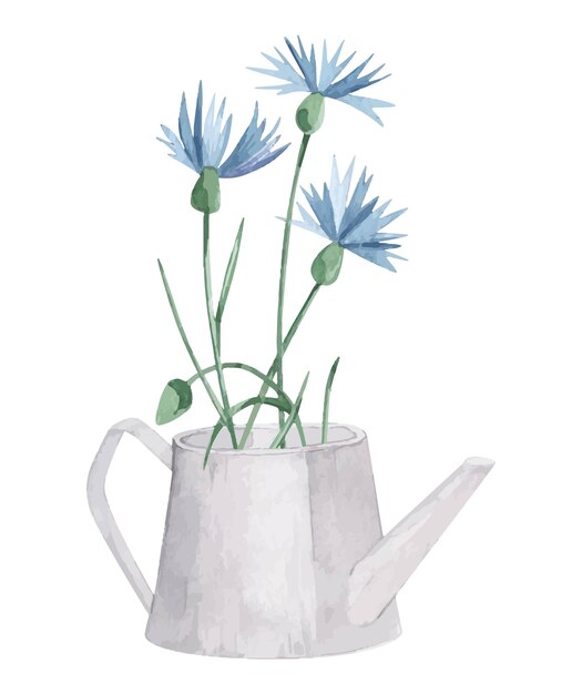 Watercolor vector wild herbs flowers in watering can and jug Hand drawn botanical flowers