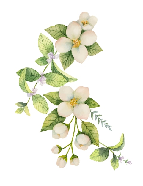 Vector watercolor vector wreath jasmine and mint isolated on a white background