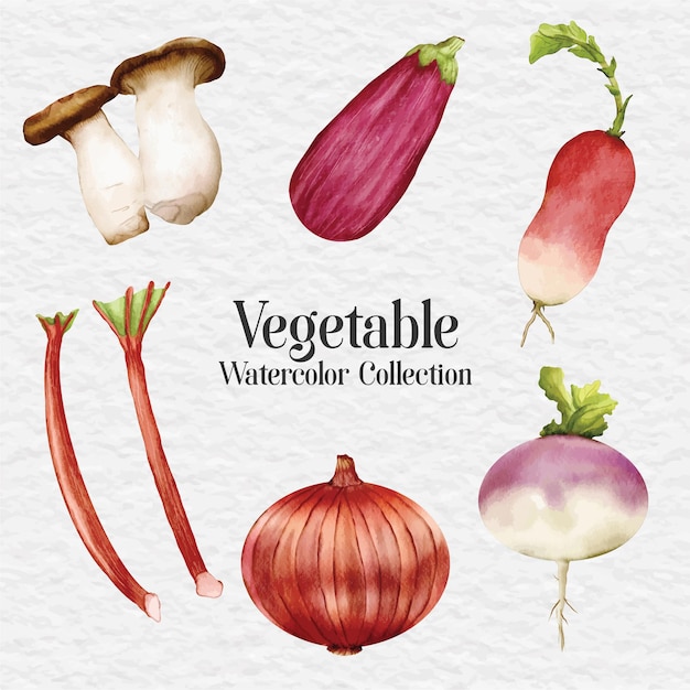 Watercolor vegetable clip art illustration