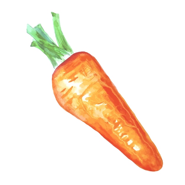 Watercolor vegetable illustration carrot isolated