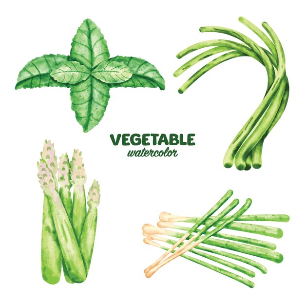 Vettore acquerello ingrediente vegetale elemento clip art asparagi fagiolo lungo citronella menta