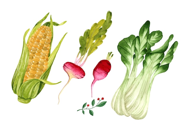 Vector watercolor vegetables set isolated elements corn radish lettuce on white surface