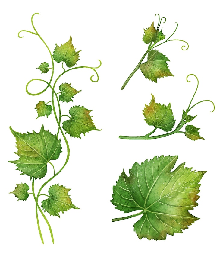 Vector watercolor vine leaf branch set