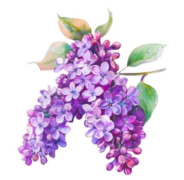 Watercolor vintage lilac branch Lilac flower on an isolated background Vector illustration