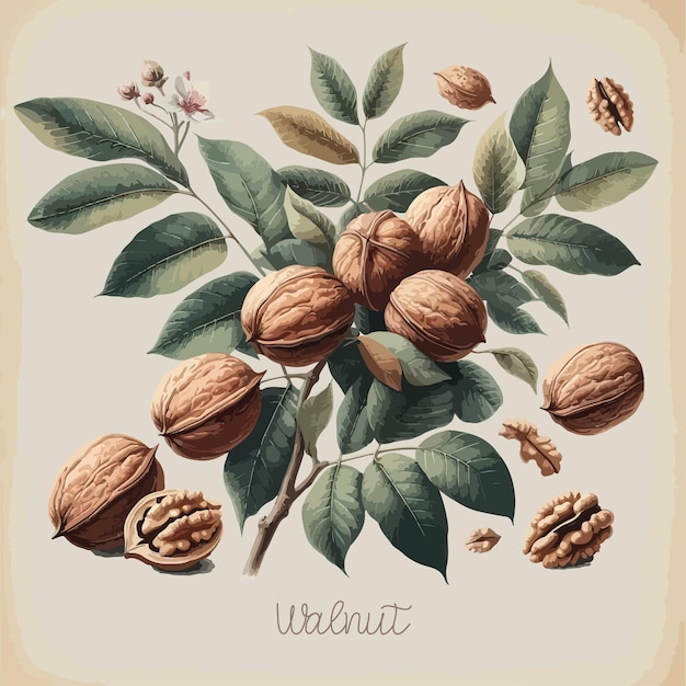 Watercolor walnut vintage retro poster design Vector walnut illustration fruits theme