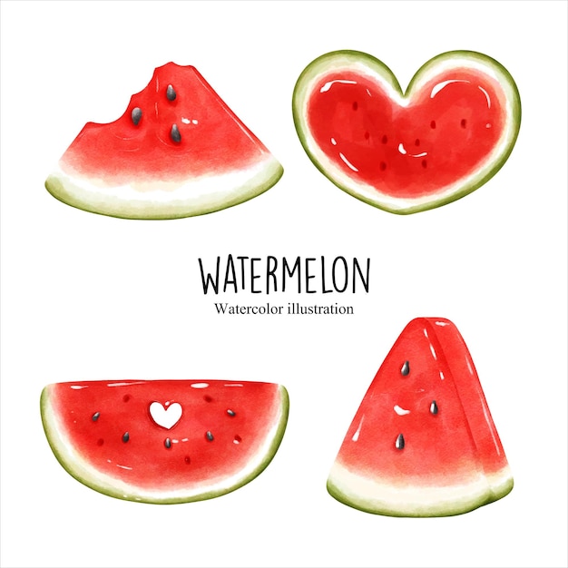 Watercolor watermelon fruit vector illustration