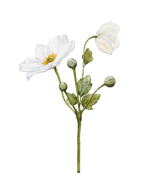 Watercolor of white anemones flower blooming