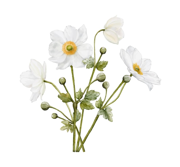 Vettore acquerello di fiori di anemoni bianchi in fiore
