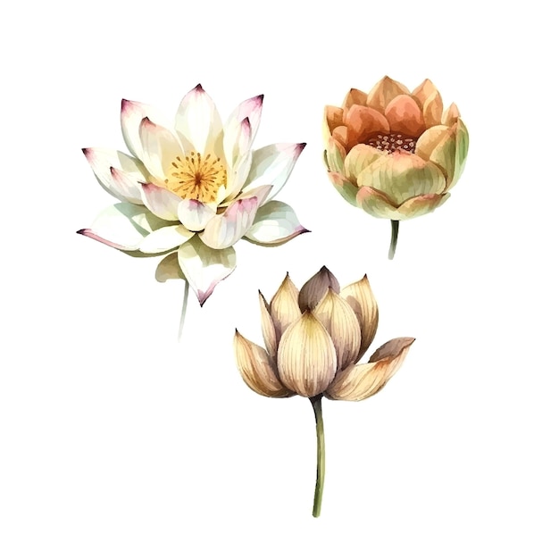 Watercolor white Lotus flower vector illustrationIsolated on a white background