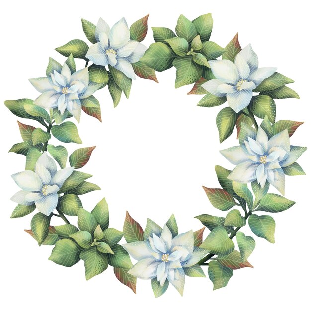 Vector watercolor white poinsettia wreath