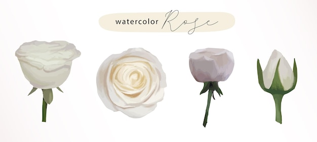 Watercolor white rose element set of wildflowers herbs leaf branches Isolated botanical