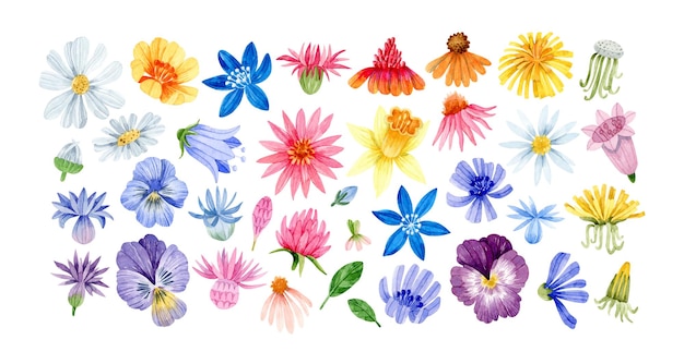 Vector watercolor wildflower heads isolated clipart daisy bluebell dandelion pansy chicory coneflower