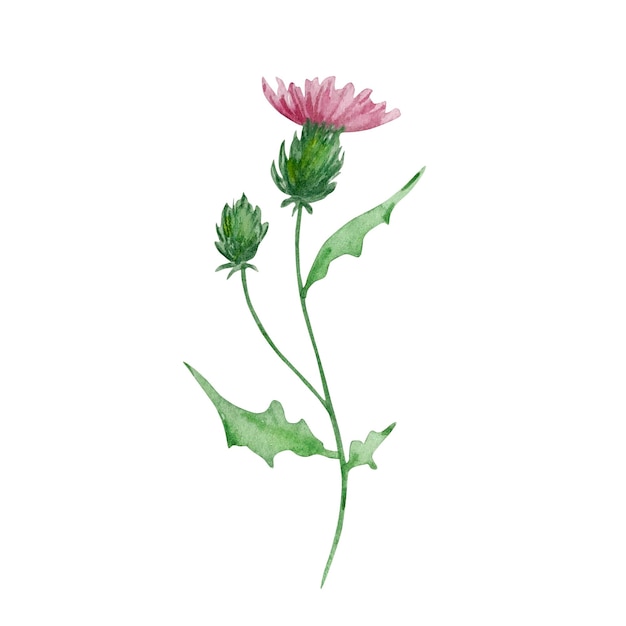 Vector watercolor wildflowers delicate botanical illustration