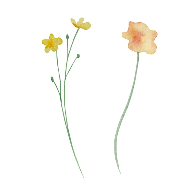 Vector watercolor wildflowers delicate botanical illustration