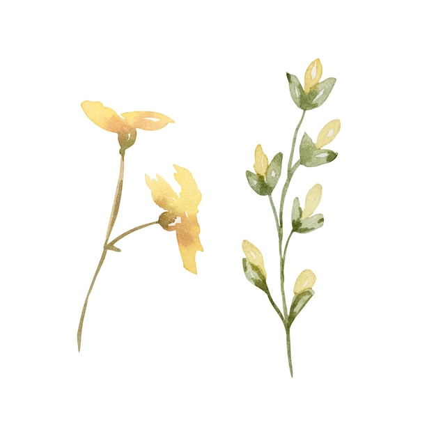 Vector watercolor wildflowers delicate botanical illustration