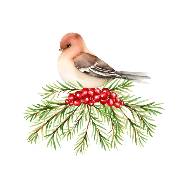Вектор Акварельная зимняя птица на еловой ветке с вектором красных ягод падуба изолированный на белом векторная иллюстрация