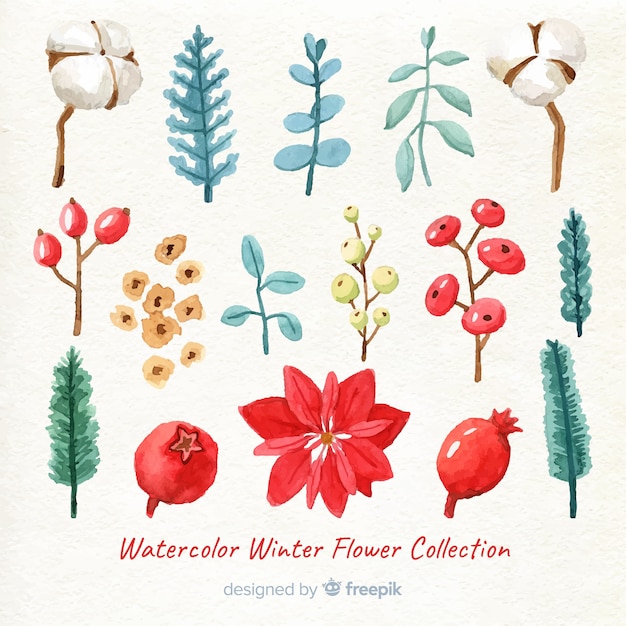 Vettore collezione di fiori invernali acquerello