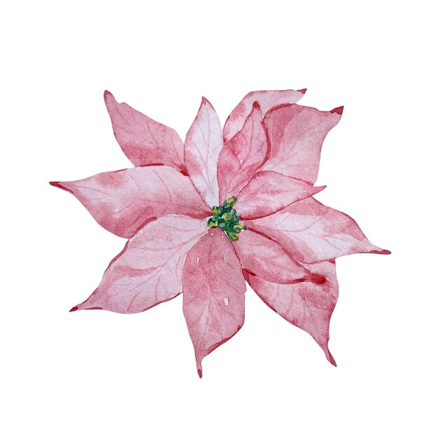 watercolor winter illustration, delicate pink poinsettia flower isolated on white background