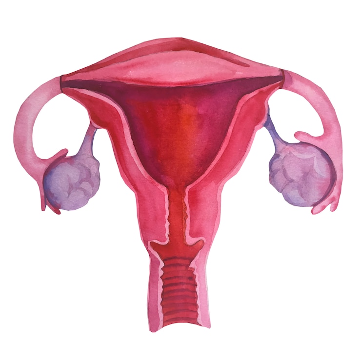 Vector watercolor women's organ of the uterus..